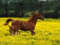/album/fotogaleria/a7-www-24htapety-cba-pl-jpg/
