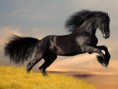 /album/fotogaleria/a38997bigthumbnail-jpg/